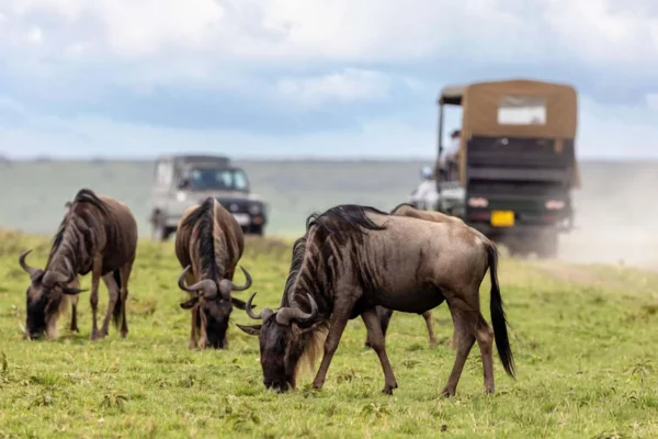 8-Day Magical Kenya Game Drive Safari