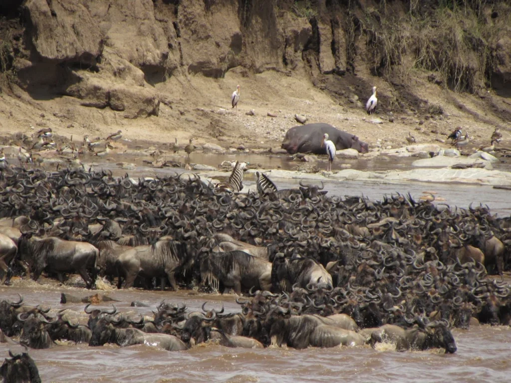 8-day-tanzania-northern-circuit-safari