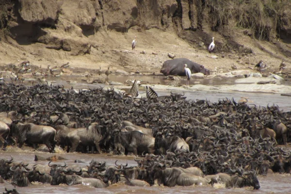 8-Day Tanzania Northern Circuit Safari 8-day-tanzania-northern-circuit-safari