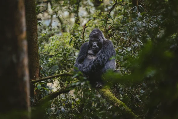 8 Days Amazing Uganda Safari Tour 8 Days Amazing Uganda Safari Tour