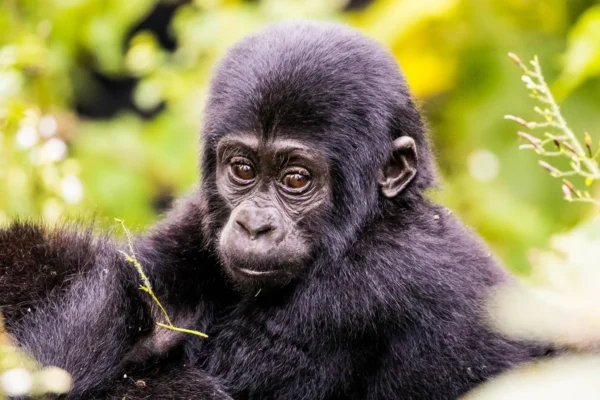 8 Days Rwanda Uganda Primates Safari 8 Days Rwanda Uganda Primates Safari