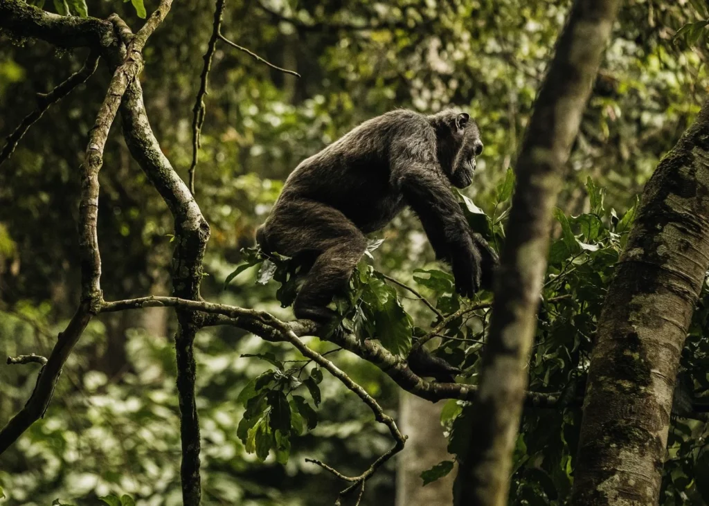 9-Day Rwanda Great Primate Expedition Safari