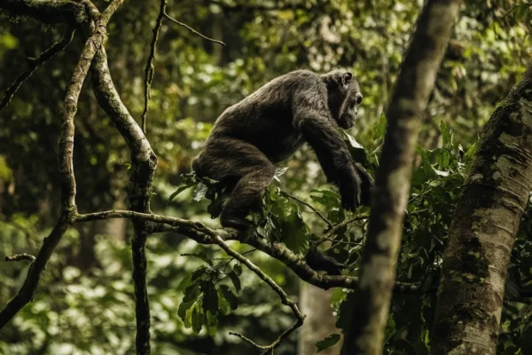 9-Day Rwanda Great Primate Expedition Safari