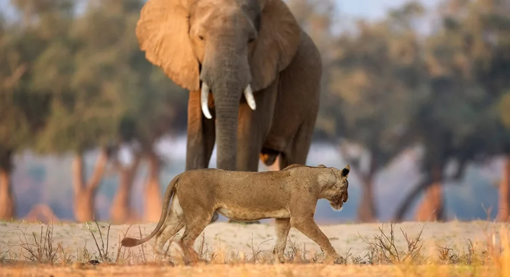 9-Day Uganda Big Five Safari