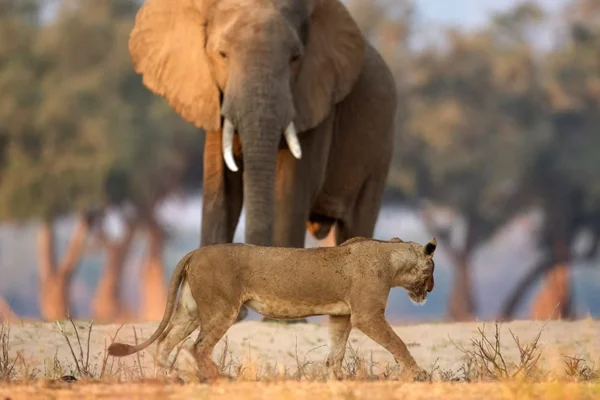 9-Day Uganda Big Five Safari