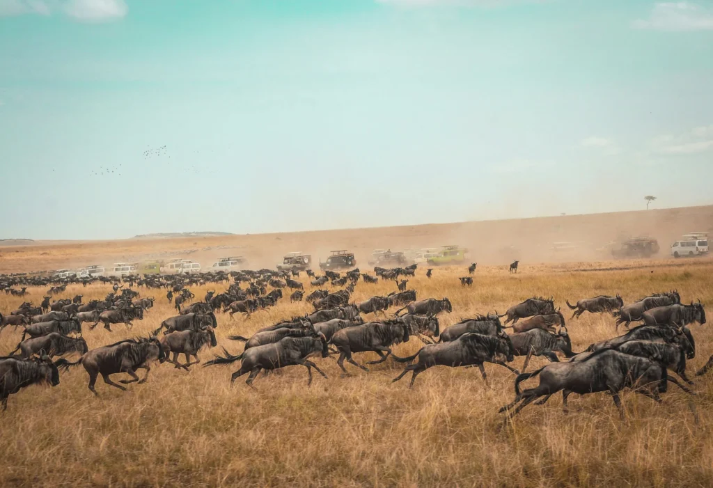 9-Day Ultimate Tanzania Wildlife Safari