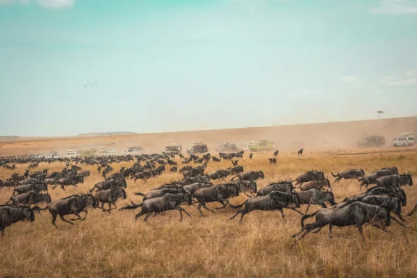 9-Day Ultimate Tanzania Wildlife Safari