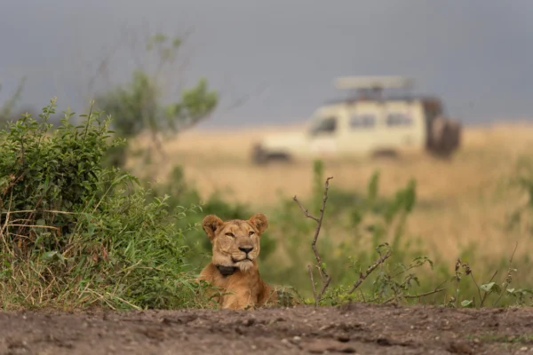 14-Day Uganda Big Five Tour