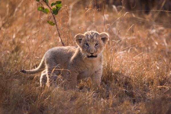 Akagera National Park