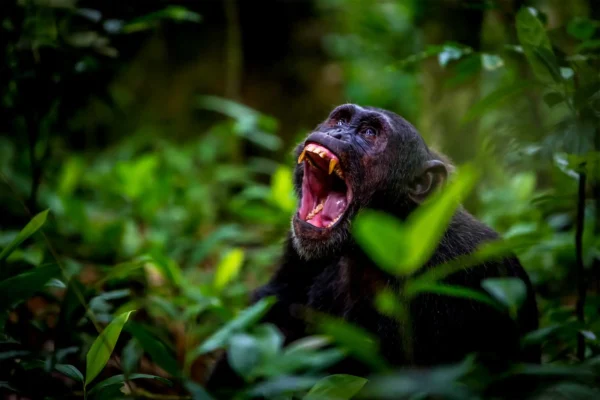 Chimpanzee-Habituation-Experience-in-Uganda.jpg (1)