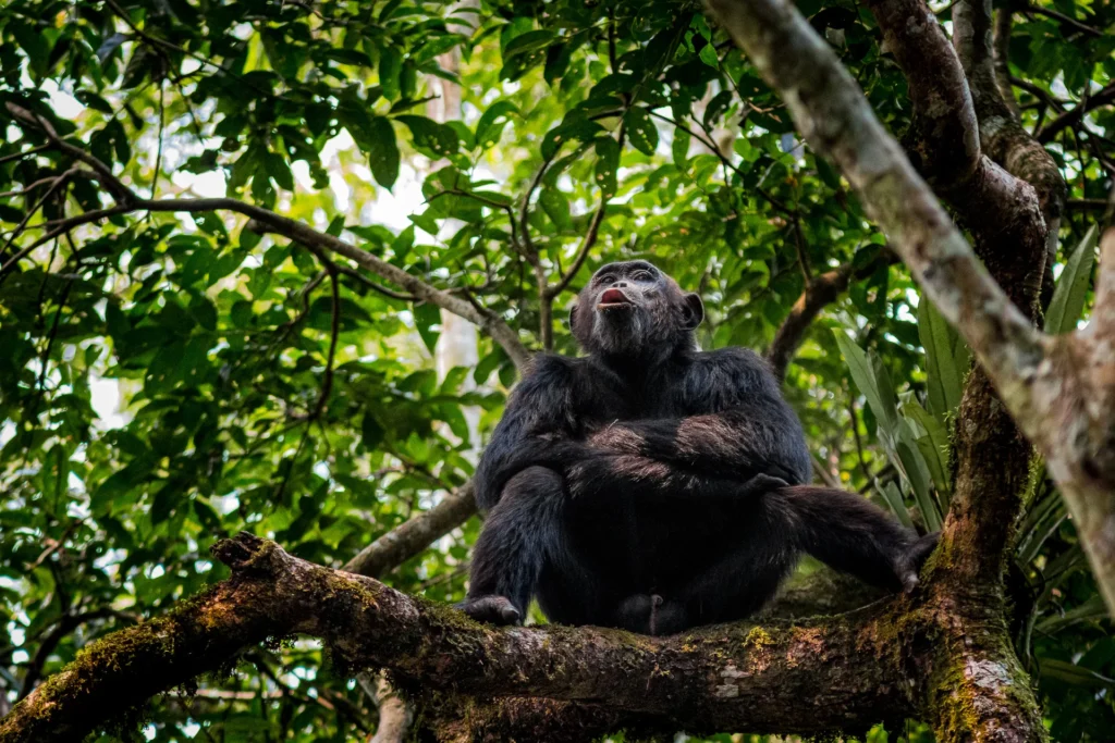 Kibale National Park