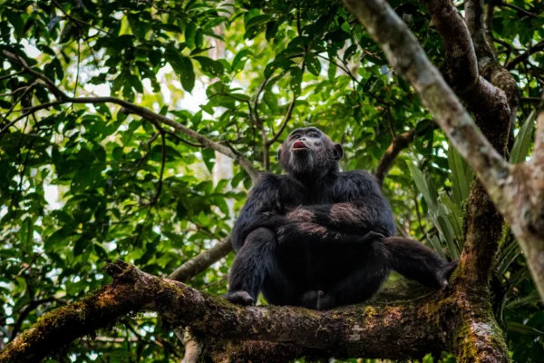 Kibale National Park