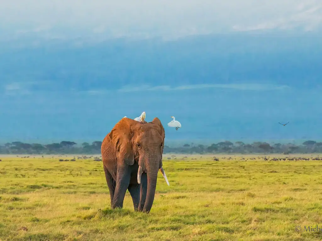 East Africa Safari Destinations