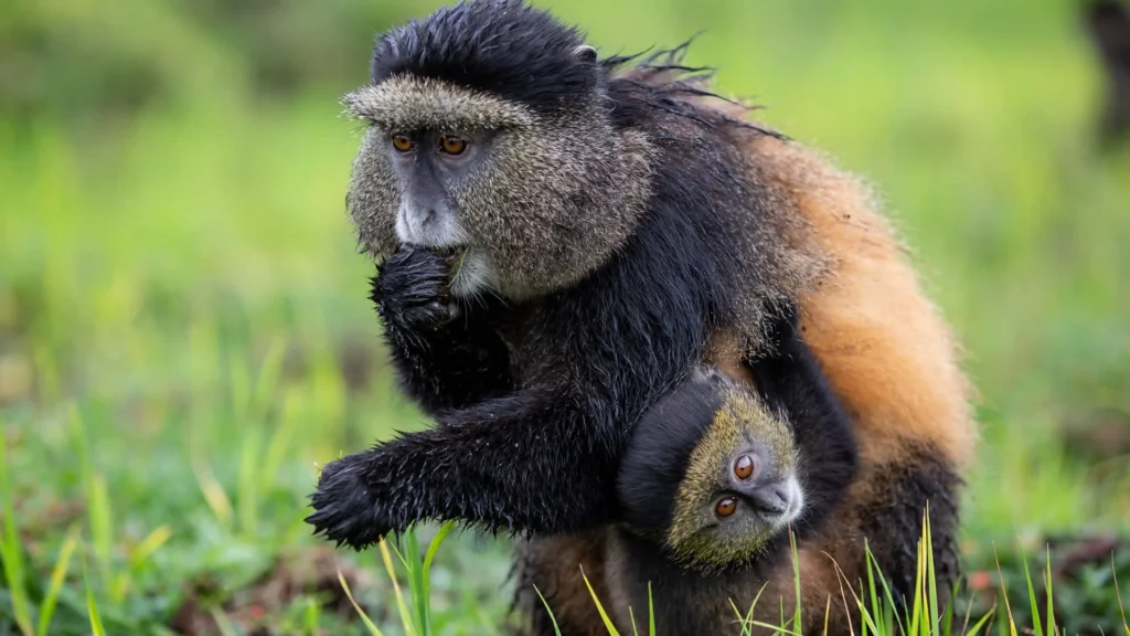 Mgahinga Gorilla National Park