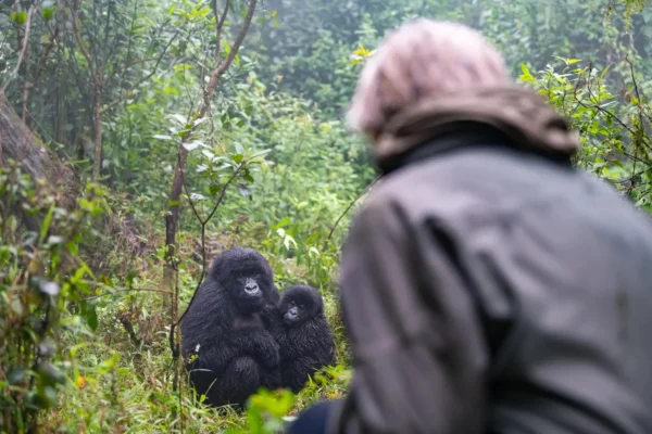 Gorilla-
