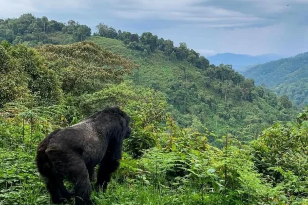 Gorilla-Trekking Behaviors