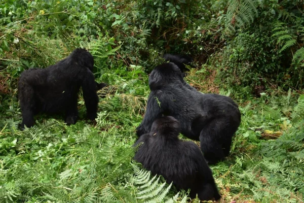 7 Days Uganda Game Drives & Gorilla Safari