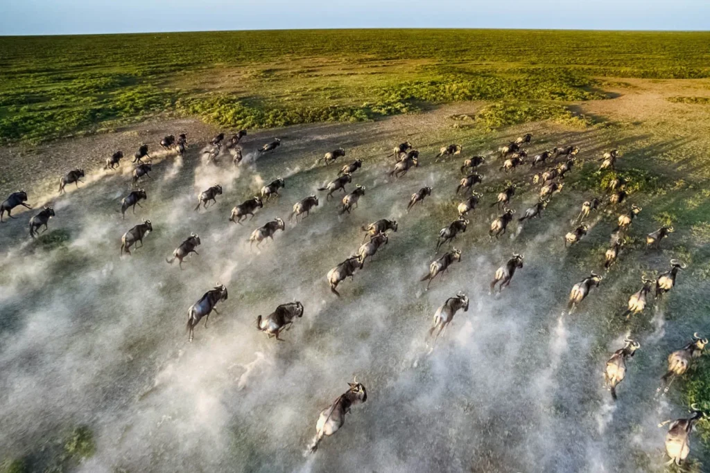6-Day Majestic Tanzania Wildlife Luxury Safari