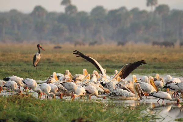 Katavi National Park