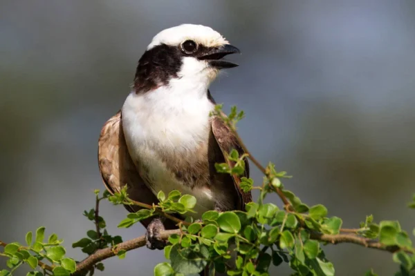 Kenya-Birding-s