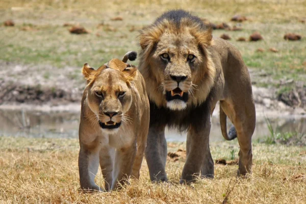 Lion-Pair_Botswana-fin-1_Web