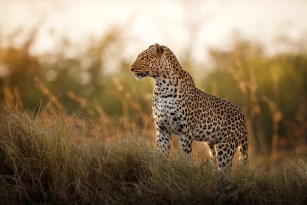 Kenya Long Safaris