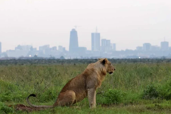 Nairobi National Park