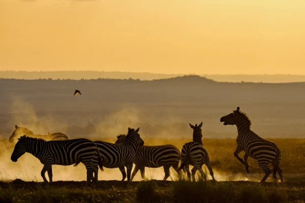 9-Day Unforgettable Kenya Game Drive Safari