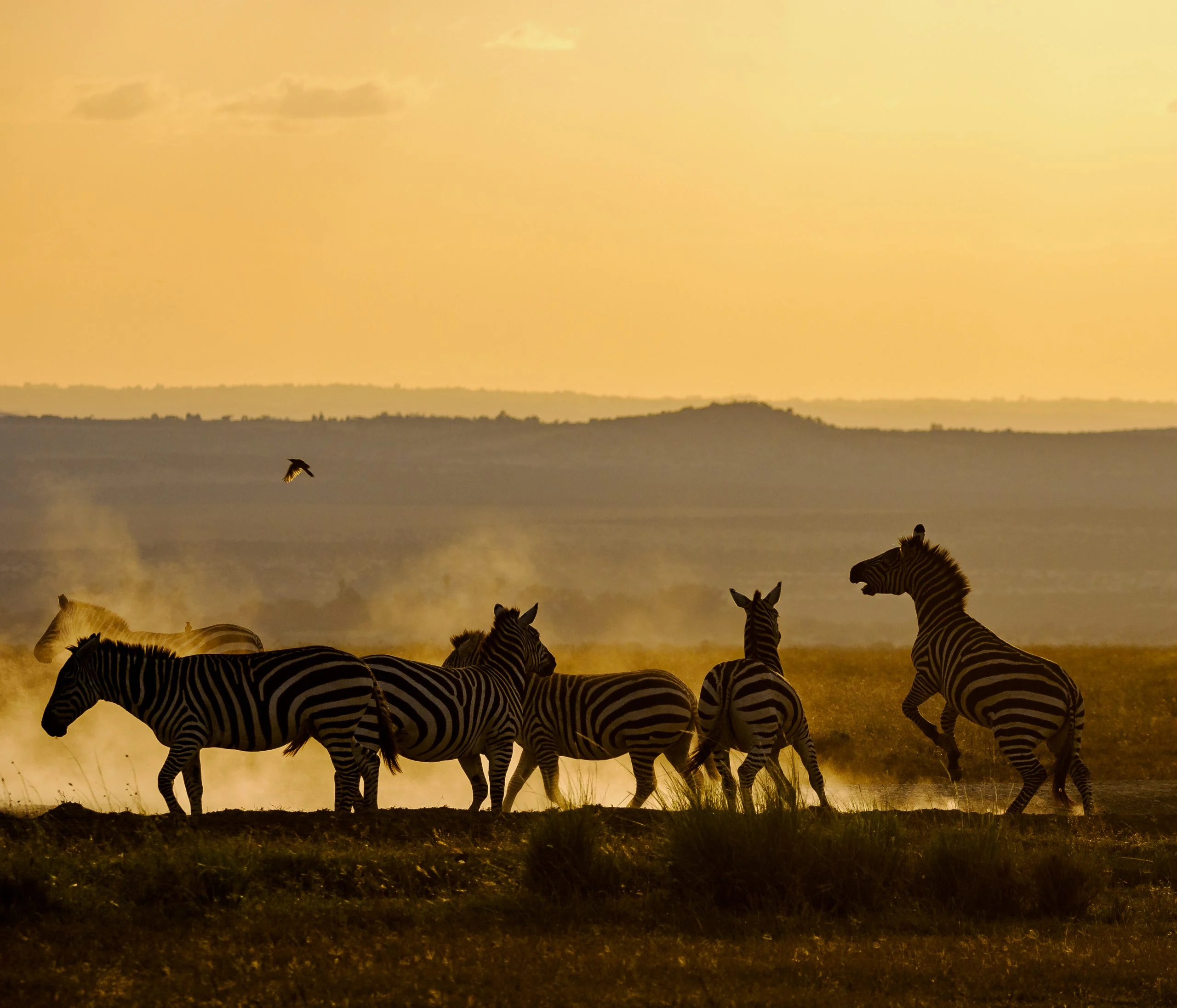 9-Day Unforgettable Kenya Game Drive Safari