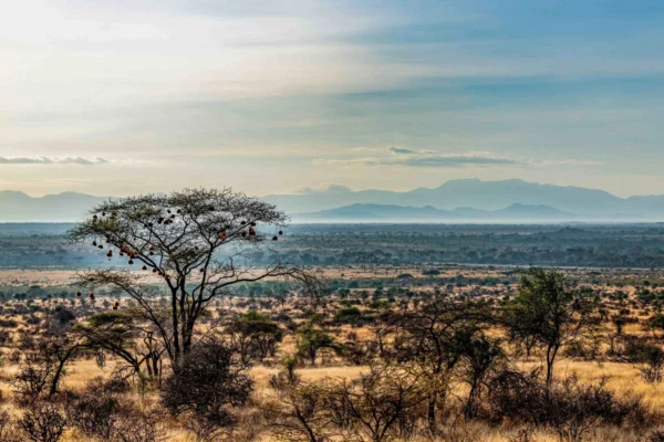 Samburu National Reserve