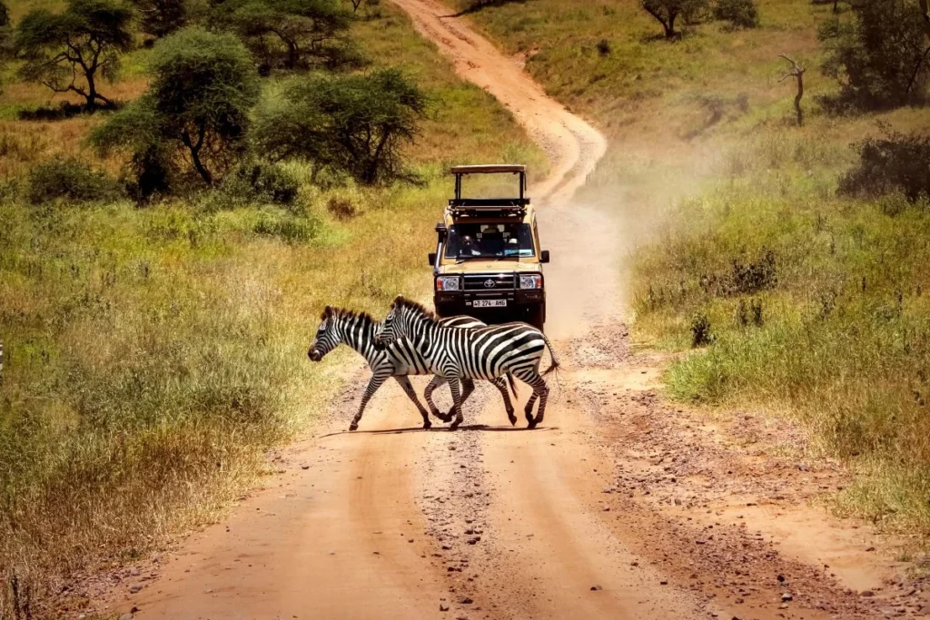 Game Drive Safaris