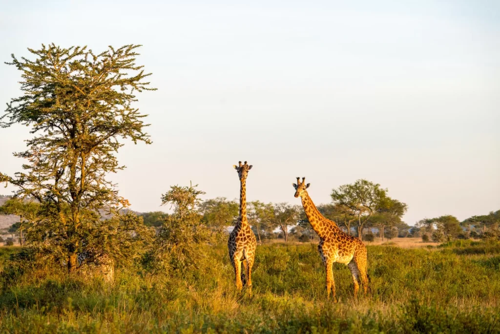 8-Day Tanzania Mid-Range Safari