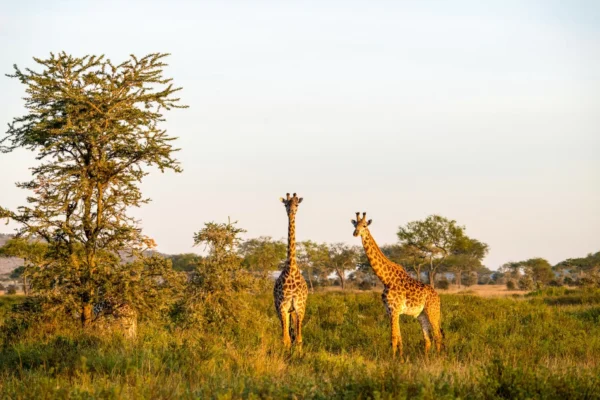 8-Day Tanzania Mid-Range Safari