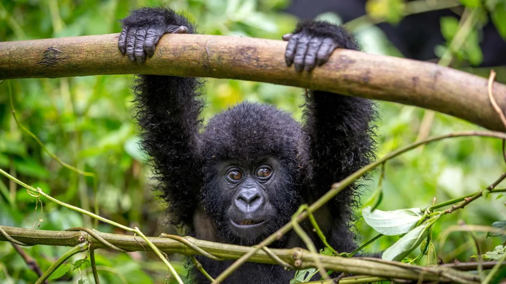 5 Days Uganda Classic Safaris Tour
