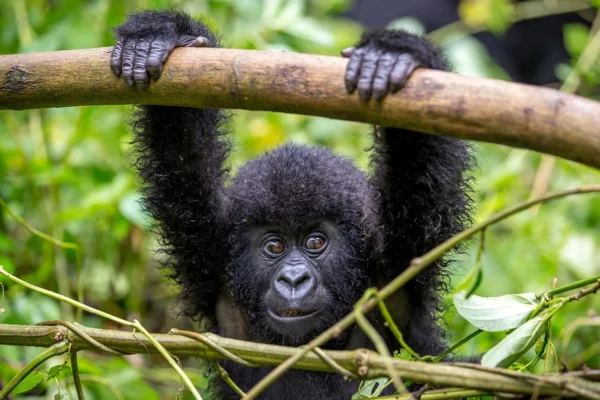 5 Days Uganda Classic Safaris Tour