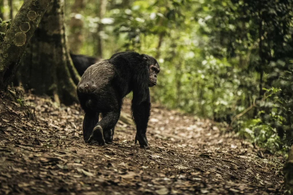 Kibale National Park