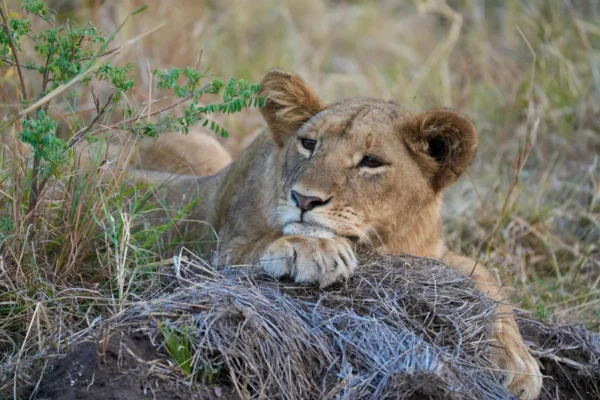 8 Days Uganda Big Five & Gorilla Trekking Safari 8 Days Uganda Big Five & Gorilla Trekking Safari