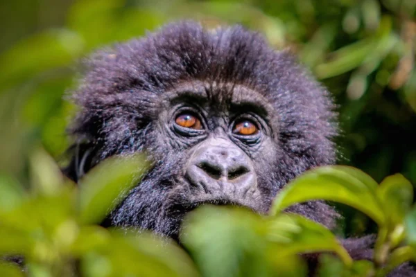 7 Days Discover Rwanda Primates in Luxury Safari