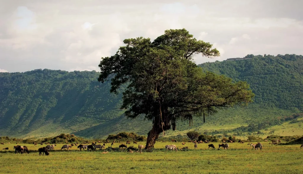 Ngorongoro Conservation Area