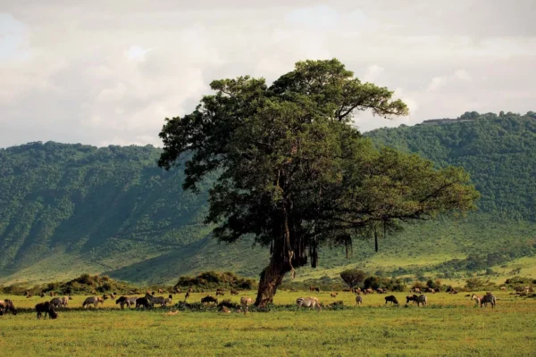 Ngorongoro Conservation Area