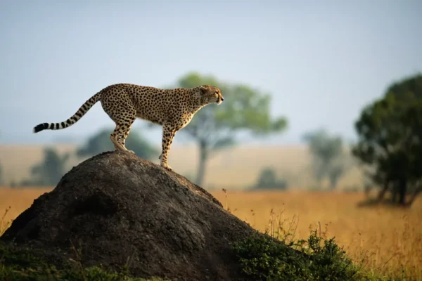 Wildlife Safaris