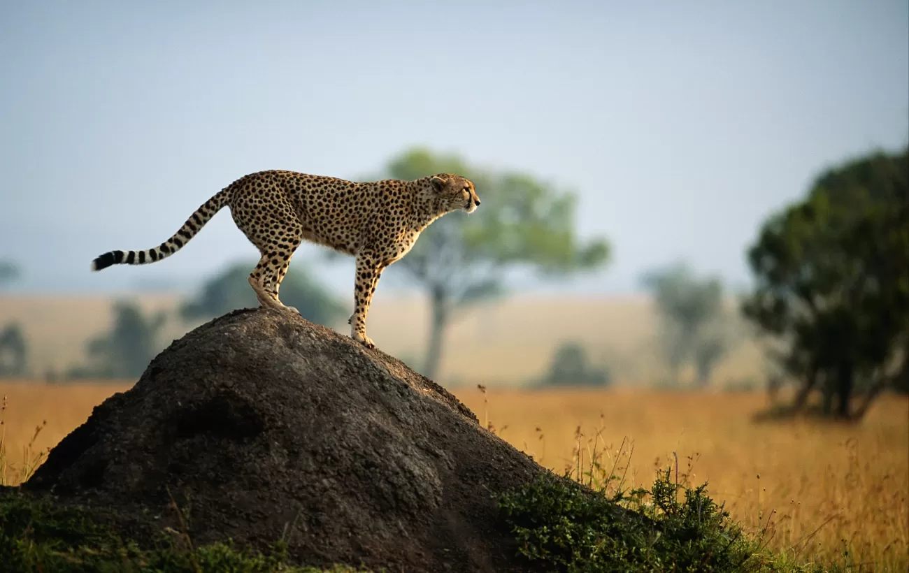 Wildlife Safaris