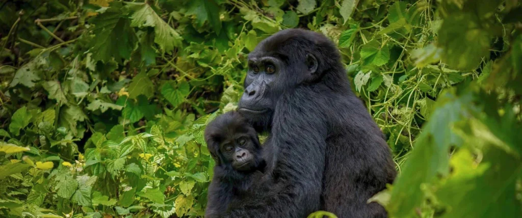 Gorilla Trekking Safaris