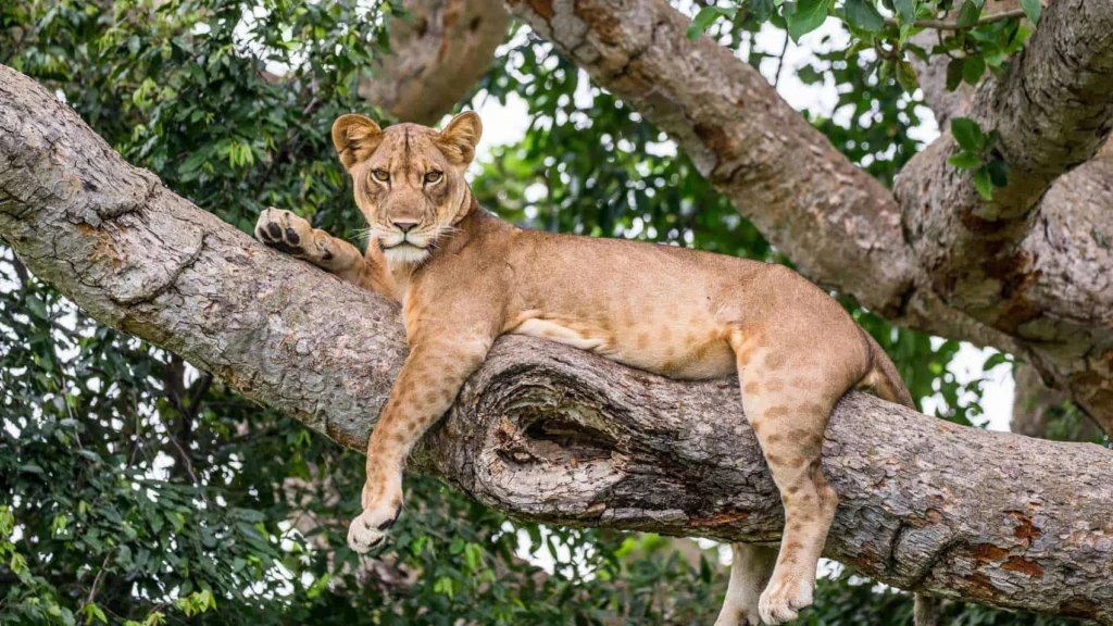 Queen Elizabeth National Park