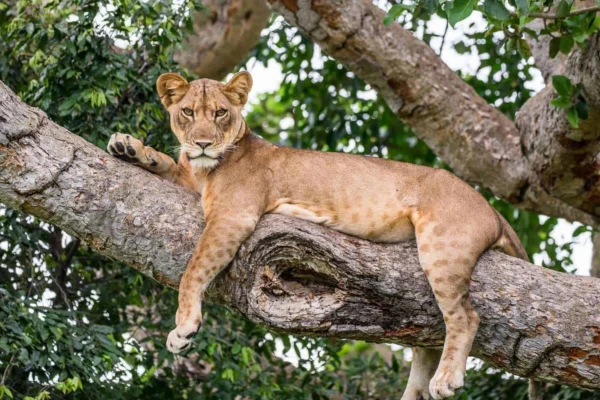 Queen Elizabeth National Park