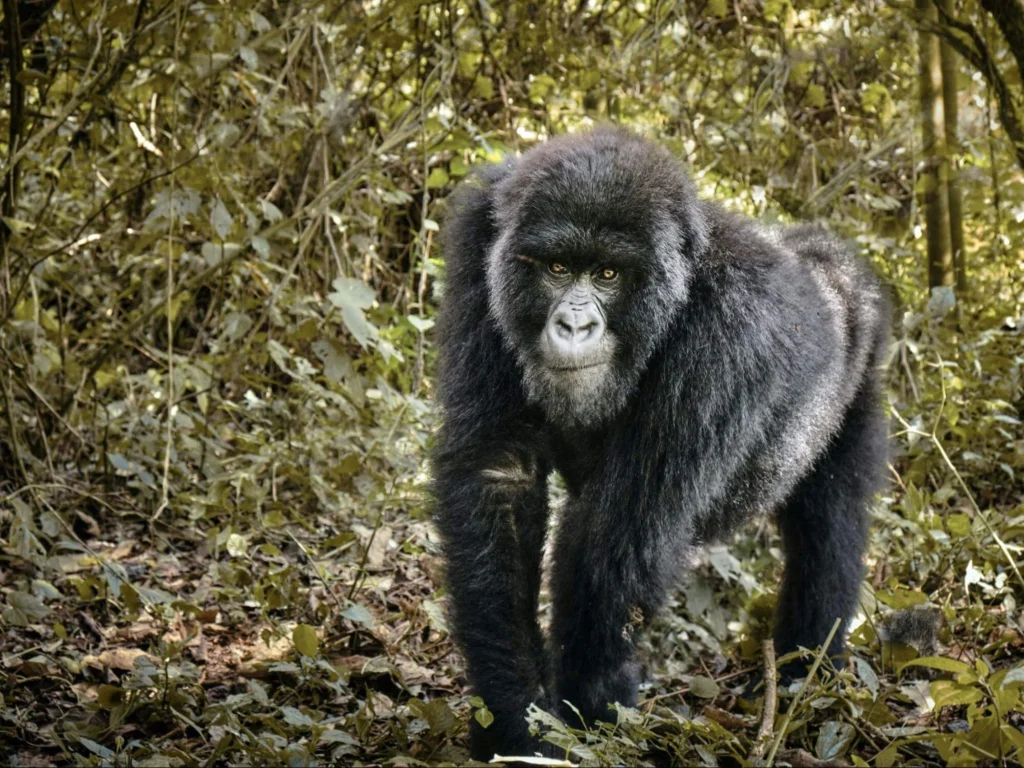 3-Day Rwanda Gorilla Trekking Tour
