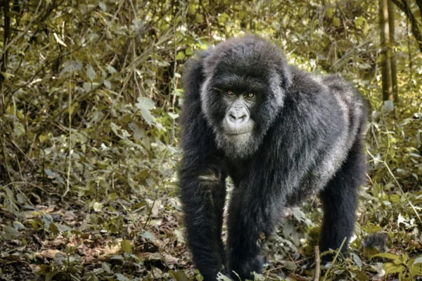 3-Day Rwanda Gorilla Trekking Tour