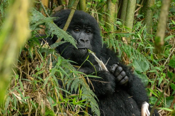 gorilla Eating