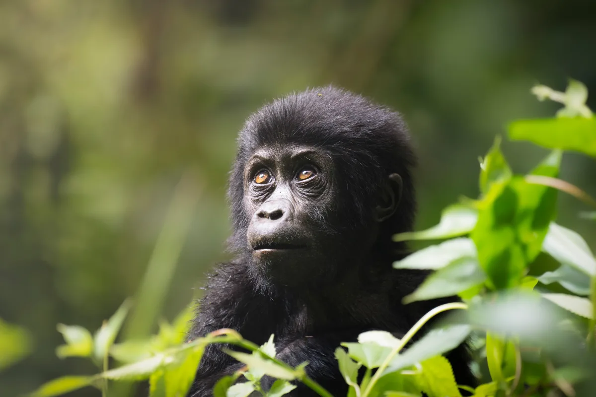 Bwindi Impenetrable National Park