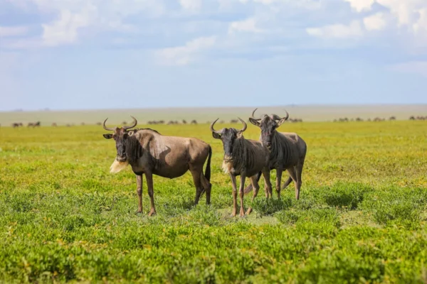great Migrating Wildebeest